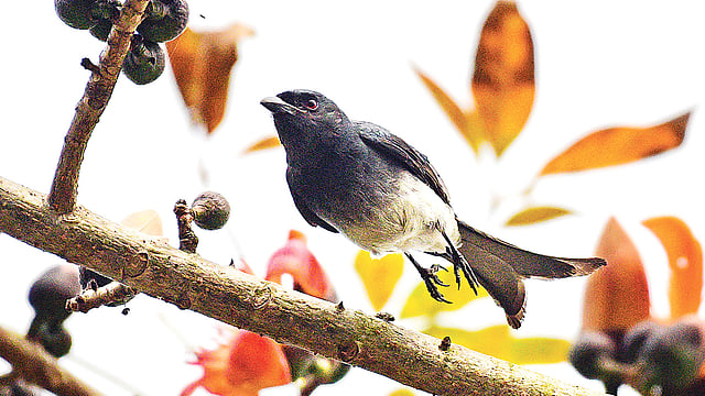 ধলা-পেট ফিঙে। ছবি: মারুফ রানা