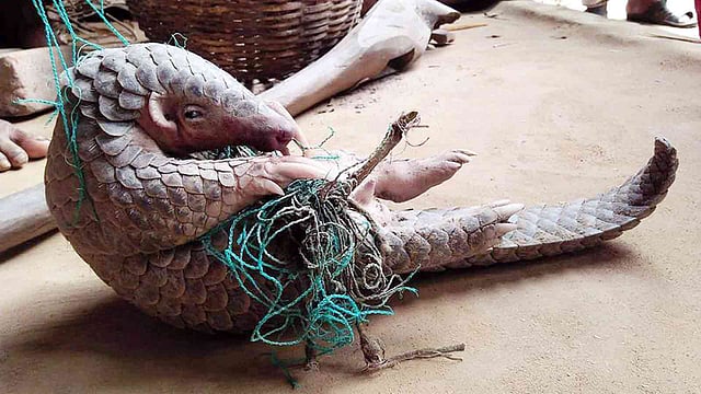 উদ্ধার হওয়া বনরুই। শ্রীমঙ্গল, মৌলভীবাজার, ২৬ এপ্রিল। ছবি: শিমুল তরফদার