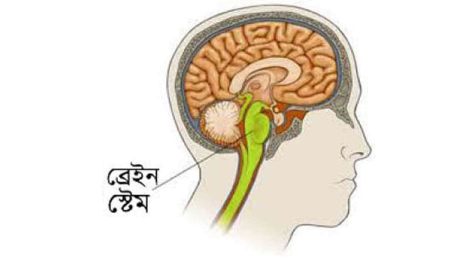 টিউব আকৃতির মস্তিস্কের নিচের অংশ হলো ব্রেইন স্টেম, যা শ্বাস-প্রশ্বাসসহ শরীরের গুরুত্বপূর্ণ ক্রিয়াকলাপ নিয়ন্ত্রণ করে।