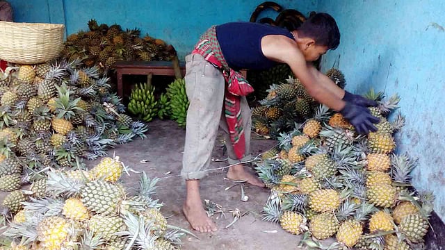 উপজেলার বিভিন্ন বাগান থেকে আসা আনারস আড়তে রাখা হচ্ছে। শ্রীমঙ্গল নতুন বাজার, মৌলভীবাজার, ১৯ মে। ছবি: শিমুল তরফদার