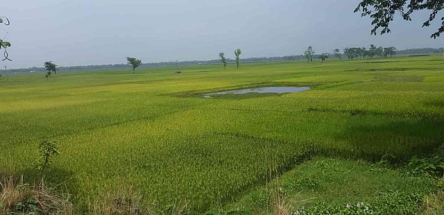 তিস্তা খালের পানিতে চাষ করা বিস্তীর্ণ ফসলের মাঠ। ছবি: প্রথম আলো