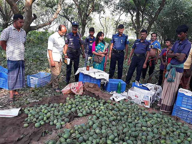 জেলা প্রশাসনের নির্ধারিত সময়ের আগেই হিমসাগর আম উত্তোলন করে বাজারজাত করার অপরাধে এক আম ব্যবসায়ীকে দুই দিনের কারাদণ্ড দেওয়া হয়েছে। মুজিবনগর, মেহেরপুর, ২৪ মে। ছবি: প্রথম আলো