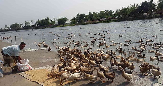তিস্তা খালের ধারে গড়ে তোলা খামারে হাঁসগুলোকে খাবার দিচ্ছেন এক খামারি। ছবি: প্রথম আলো