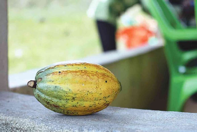 কোকোয়া ফল দেখতে যেমন!