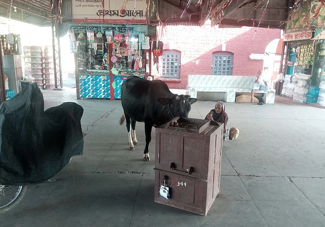 প্ল্যাটফর্মে এভাবেই বিচরণ করে গরু। এতে সেখানকার পরিবেশ নষ্ট হয় বলে অভিযোগ। সান্তাহার জংশন, বগুড়া, ৭ জুলাই। ছবি: খায়রুল ইসলাম