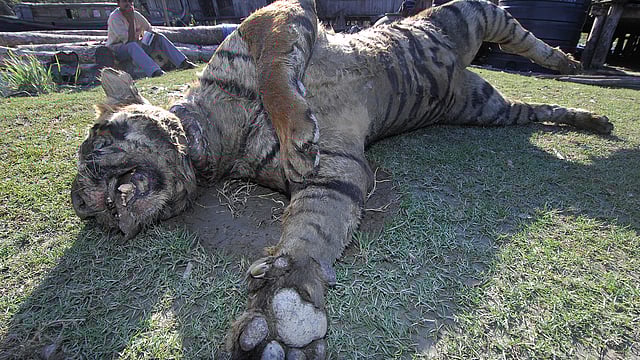ঘূর্ণিঝড় সিডরের আঘাতে প্রাণ হারায় এই বাঘ। পরে পাচারকারীরা বাঘটির দাঁতও তুলে নিয়ে যায়। নভেম্বর, ২০০৭। ছবি: জিয়া ইসলাম