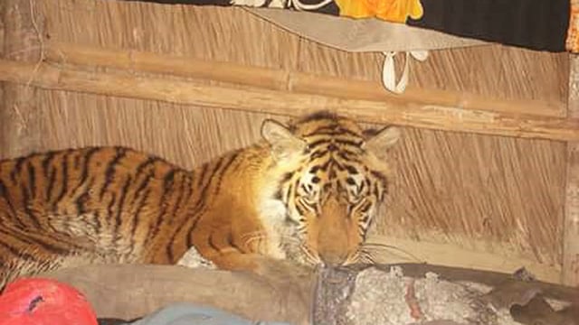 চোরা শিকারিদের ফাঁদে পড়ে পেছনের ডান পায়ের অর্ধেক হারিয়ে খুলনার কয়রা উপজেলার দক্ষিণ বেতকাশি গ্রামের একটি বাড়িতে আশ্রয় নেয় এই বাঘিনী। ১৪ জানুয়ারি, ২০১২। ছবি: সালাউদ্দিন বাপ্পীর সৌজন্যে