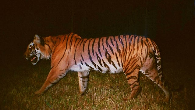 সুন্দরবনের গহিন জঙ্গলে রাতের আঁধারে বেঙ্গল টাইগার। ছবি: মনিরুল এইচ খানের সৌজন্যে