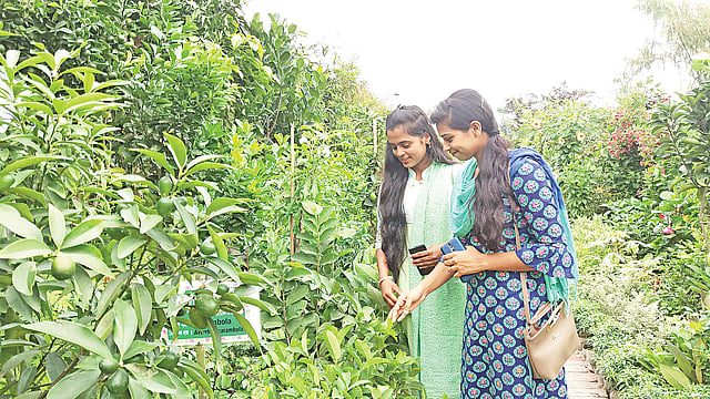 গাছের চারা বাছাই করছেন শেরেবাংলা কৃষি বিশ্ববিদ্যালয়ের দুই ছাত্রী। গতকাল রাজধানীর আগারগাঁওয়ের বাণিজ্য মেলা মাঠের জাতীয় বৃক্ষমেলায়। ছবি: প্রথম আলো