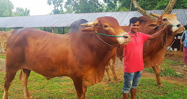 কক্সবাজারের উখিয়ার চৌধুরী এগ্রো খামারে কোরবানির মোটাতাজা গরু। বিশাল লাল গরু লুকাকুর (রাখাল ছেলের ডান দিকে) সঙ্গে এমবাপ্পে। ছবি: আব্দুল কুদ্দুস
