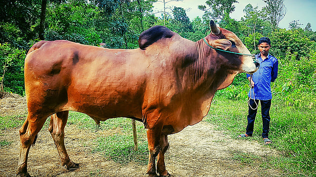 রাখাল ছেলের হাতে মোটা গরু হিগুয়েইন। ছবি: প্রথম আলো