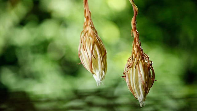 মঙ্গলবার রাতে ফোটা ফুল শুকিয়ে গেল ভোরবেলাতেই