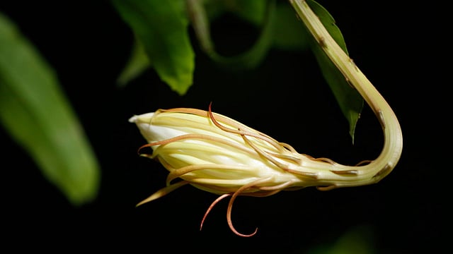 বুধবার রাতে ফুটছিল নাইট কুইন, রাত সাড়ে আটটায় রাজধানীর ধানমন্ডিতে