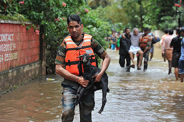 মানুষের পাশাপাশি পানিবন্দী গবাদিপশু উদ্ধার করে নিরাপদ স্থানে নিয়ে যাচ্ছেন উদ্ধারকর্মীরা। কেরালা, ভারত ১৯ আগস্ট। ছবি: এএফপি