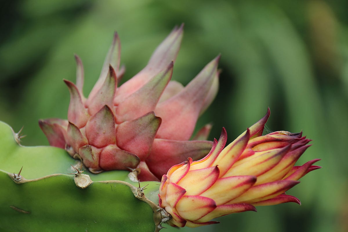 সুস্বাদু ড্রাগন ফল