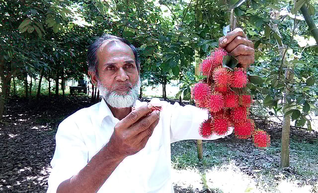 নরসিংদীর শিবপুরের অষ্টআনি গ্রামের জামাল উদ্দিন রাম্বুটান চাষ করেছেন। ছবি: প্রথম আলো।