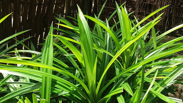 পোলাওপাতাগাছ। নড়াইলের লোহাগড়া উপজেলার ইতনা গ্রামে। ছবি: লেখক