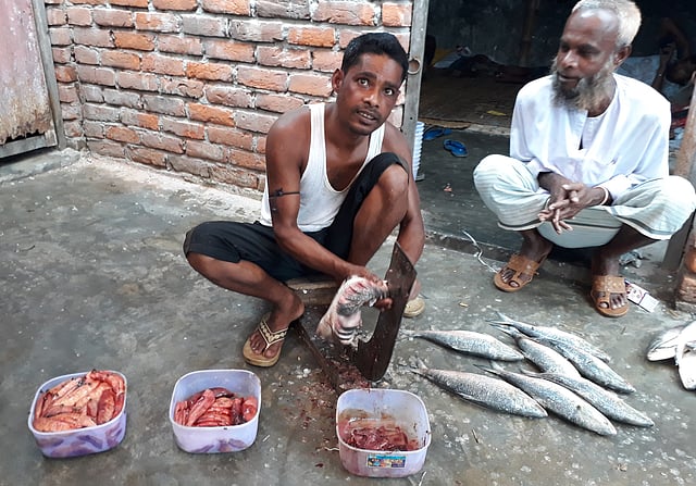 ইলিশের পেট কেটে ডিম আলাদা করা হচ্ছে। চাঁদপুর, ২৫ সেপ্টেম্বর। ছবি: প্রথম আলো