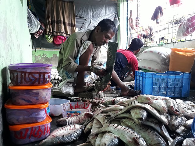 ইলিশ প্রক্রিয়াজাত করা হচ্ছে। চাঁদপুর, ২৫ সেপ্টেম্বর। ছবি: প্রথম আলো
