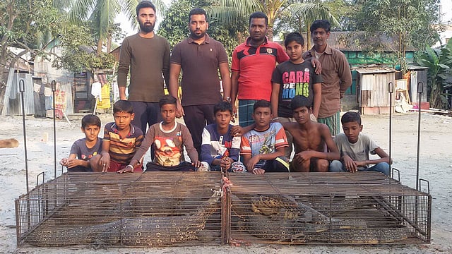 নারায়ণগঞ্জের একটি খাল থেকে ধরা হয় নয়টি বড় গুইসাপ। পরে এগুলোকে গাজীপুর ভাওয়াল জাতীয় উদ্যানে অবমুক্ত করা হয়। ছবি: সংগৃহীত