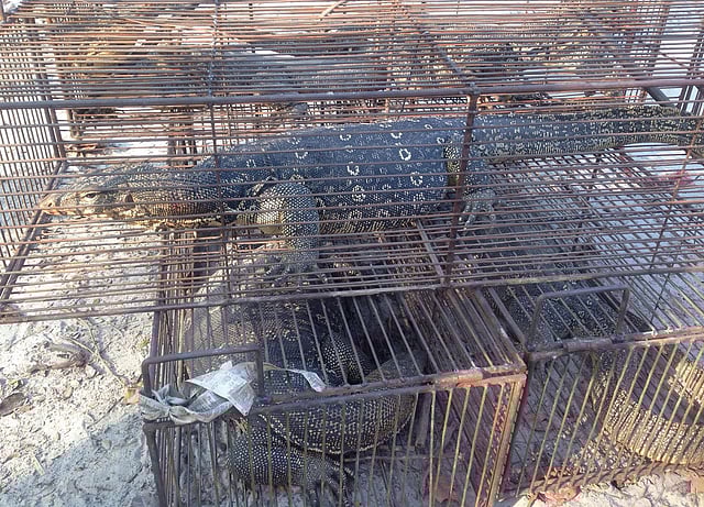 বড় এই গুইসাপ রামগদি হিসেবেও পরিচিত। নারায়ণগঞ্জ থেকে ধরা রামগদিগুলো গাজীপুর জাতীয় উদ্যানে অবমুক্ত করা হয়। ছবি: সংগৃহীত