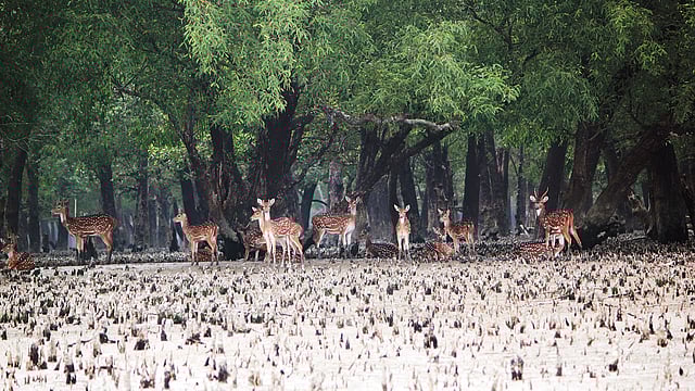 হরিণের দলের দেখা মিলল বনের ভেতর