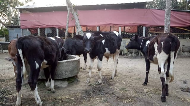 বেষ্টনীর ভেতরে ছাড়া অবস্থায় থাকে আমিনের খামারের গরুগুলো। ছবি: প্রথম আলো