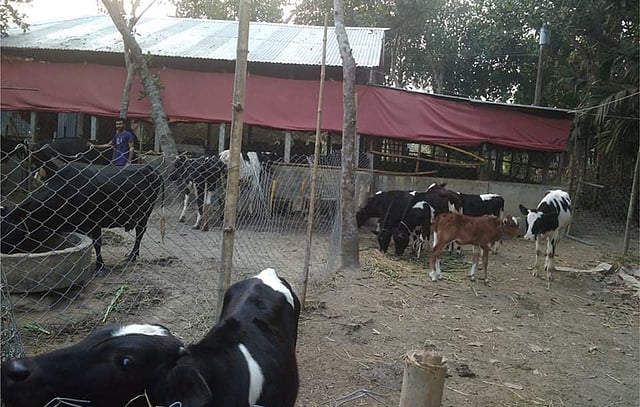 নরসিংদীর রাধানগর ইউনিয়নের লক্ষ্মীপুর গ্রামের আমিন তালুকদার ওরফে রুবেলের গরুর খামার। ছবি: প্রথম আলো