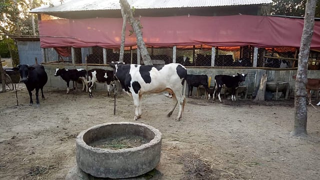 খাবার থাকে বেষ্টনীর মধ্যেই। ঘুরেফিরে খাবার খায় গরুগুলো। ছবি: প্রথম আলো