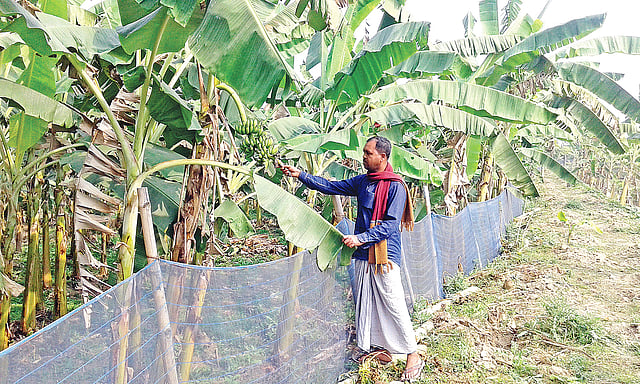 সম্প্রতি ফরিদপুর সদর উপজেলার দুর্গাপুর গ্রামে নিজ খেতে সামাদ কাজী। ছবি: প্রথম আলো