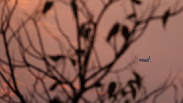 গোধূলিবেলায় পাতাঝরা ডালের ওপরের আকাশ দিয়ে উড়ে যাচ্ছে বিমান