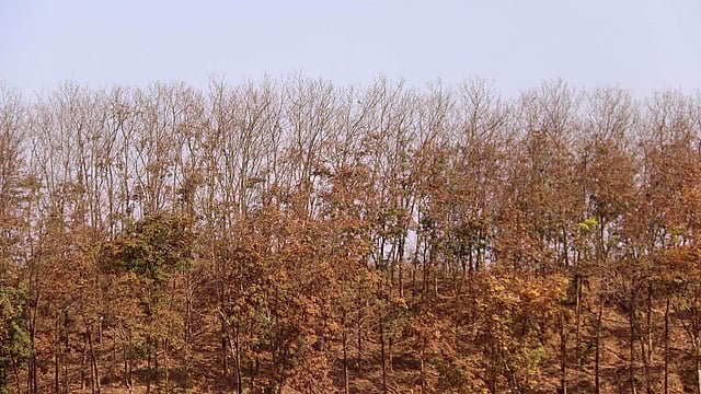 পাতাঝরা ডাল নিয়ে ঠায় দাঁড়িয়ে রাবারগাছগুলো