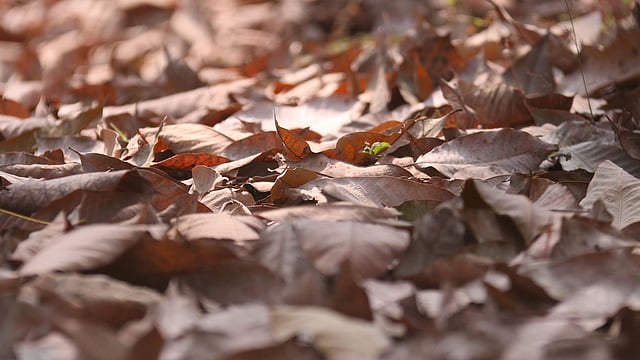 সবুজ ঘাসে ঠাঁই নিয়েছে ঝরা পাতার রাশ