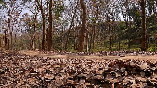 ঝরে পড়া পাতায় ঢেকে যাওয়া মেঠো পথ