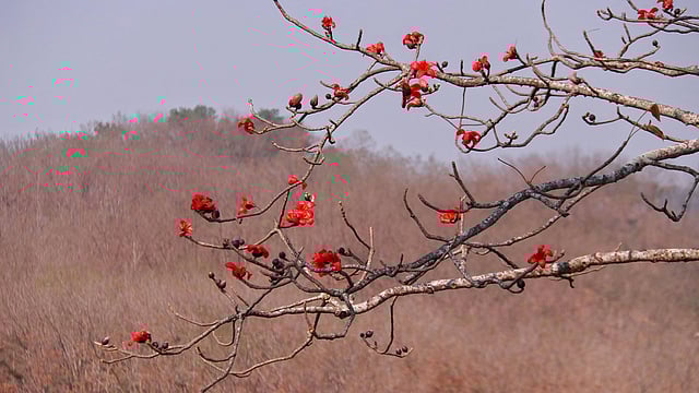 পাতা ঝরছে ঝরুক। শিমুল ফুলের আর তর সইছে না। মৌসুম আসার আগেই ফুটে আছে গাছের ডালে