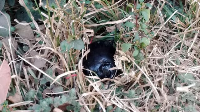 চট্টগ্রাম বিশ্ববিদ্যালয়ে বোমা ভেবে বেগুন উদ্ধার। গতকাল সকাল ১০টায় ক্যাম্পাসের আইন অনুষদ ভবন থেকে। ছবি- প্রথম আলো