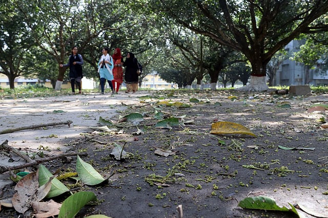 ভোরের শিলাবৃষ্টিতে ক্ষতিগ্রস্ত আমের মুকুল। প্রকৌশল ও প্রযুক্তি বিশ্ববিদ্যালয়, রাজশাহী, ১৭ ফেব্রুয়ারি। ছবি: শহীদুল ইসলাম