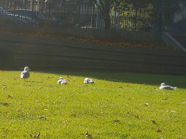 অক্টাগনের সবুজ চত্বরে গাঙচিলের মেলা—ছবি: লেখক