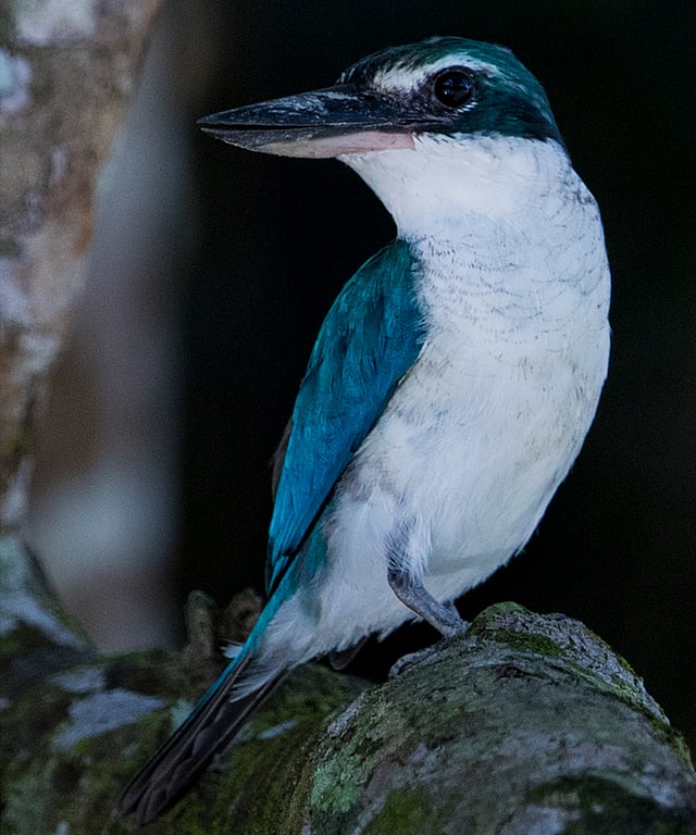 সাদাঘাড় মাছরাঙা