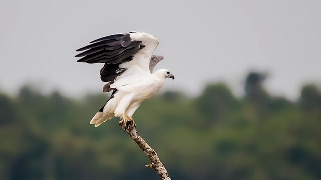 ধলাপেট সিন্ধু ঈগল