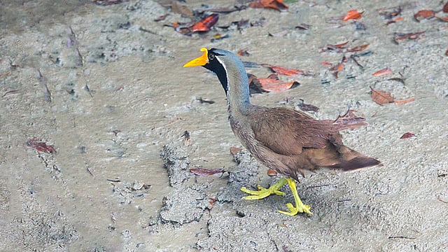 কালোমুখ প্যারাপাখি