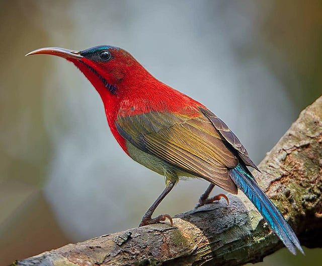 সিন্দুরে মৌটুসি