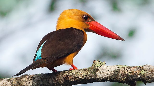 খয়রাপাখা মাছরাঙা