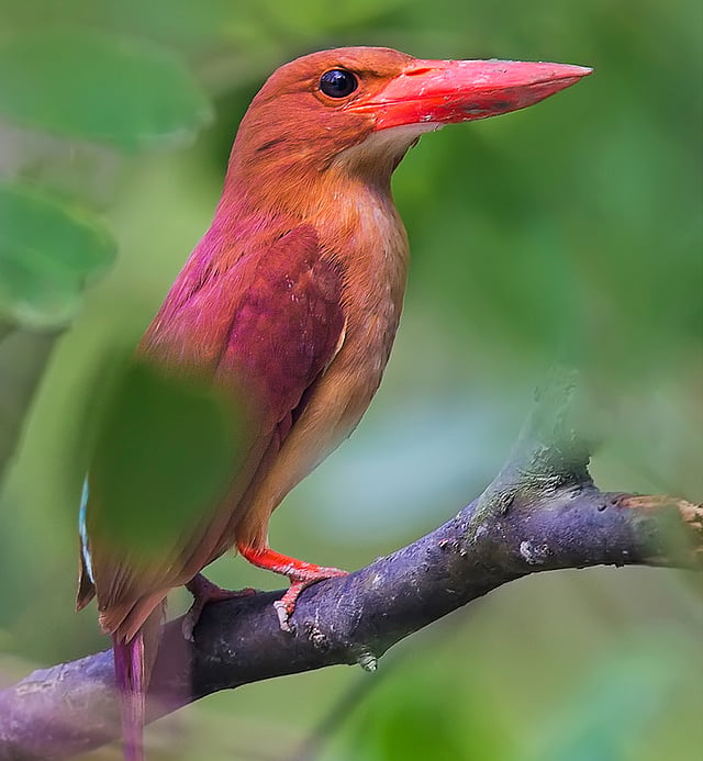 লাল মাছরাঙা