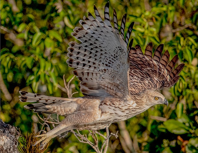 বহুরূপী ঈগল
