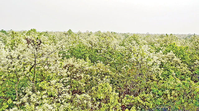 ফুল ফুটেছে গজারি বনে। গত বুধবার গাজীপুরের ভাওয়াল বনাঞ্চলে। ছবি: প্রথম আলো