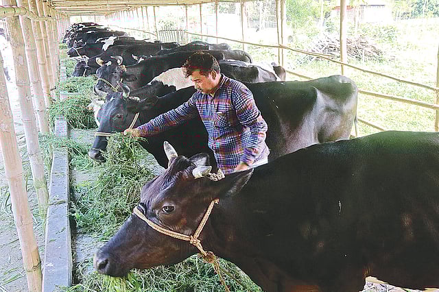 খামারে গরুর পরিচর্যা করছেন আমিরুল ইসলাম। ছবি: প্রথম আলো