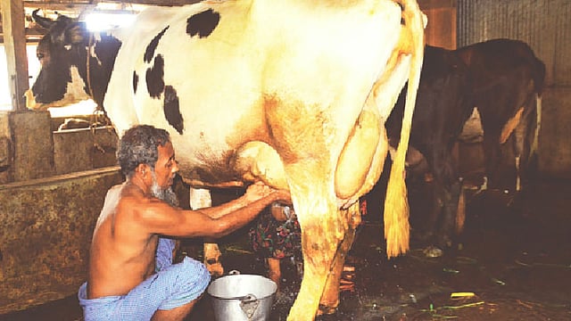 নিজ খামারে গরু থেকে দুধ সংগ্রহ করছেন খামারি মোহাম্মদ আলী (৫৪)। সম্প্রতি দীঘিনালার পাবলাখালীর মিলনপুর গ্রামে। প্রথম আলো