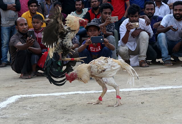 পাশা ও ড্রাগনের লড়াই ঘিরে উৎসুক দর্শকের ভিড়। ছবি: সোহেল রানা
