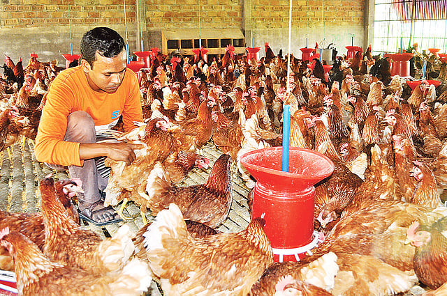 খামারে মুরগির পরিচর্যা করছেন শাহিনুর। সম্প্রতি কুষ্টিয়ার ভেড়ামারায়। প্রথম আলো